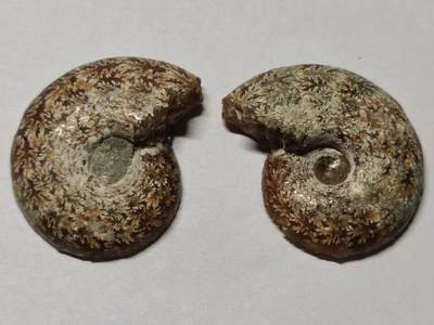 七河·藏家水晶矿标化石小拍（总第41期） - 藏家出品X778（6）马达加斯加中生代菊石化石对开品