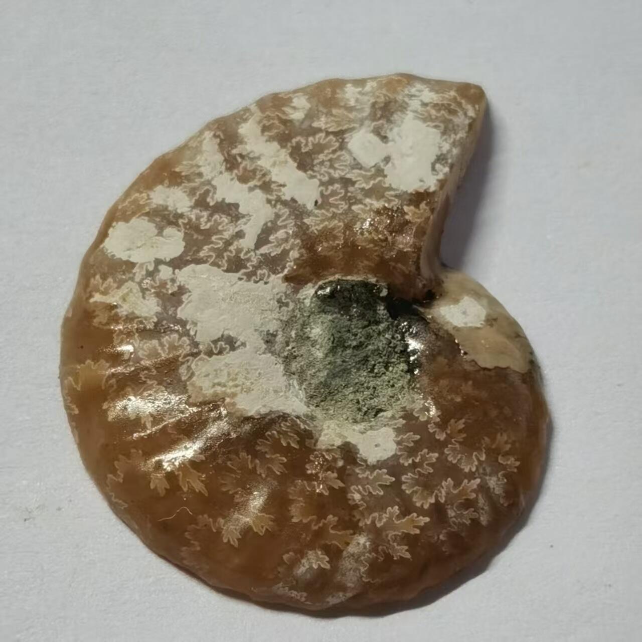 七河·藏家水晶矿标化石小拍（总第41期）