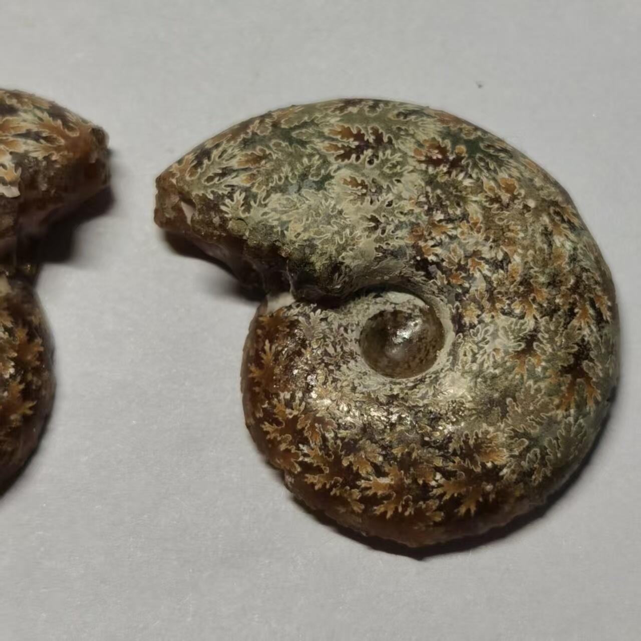 七河·藏家水晶矿标化石小拍（总第41期）