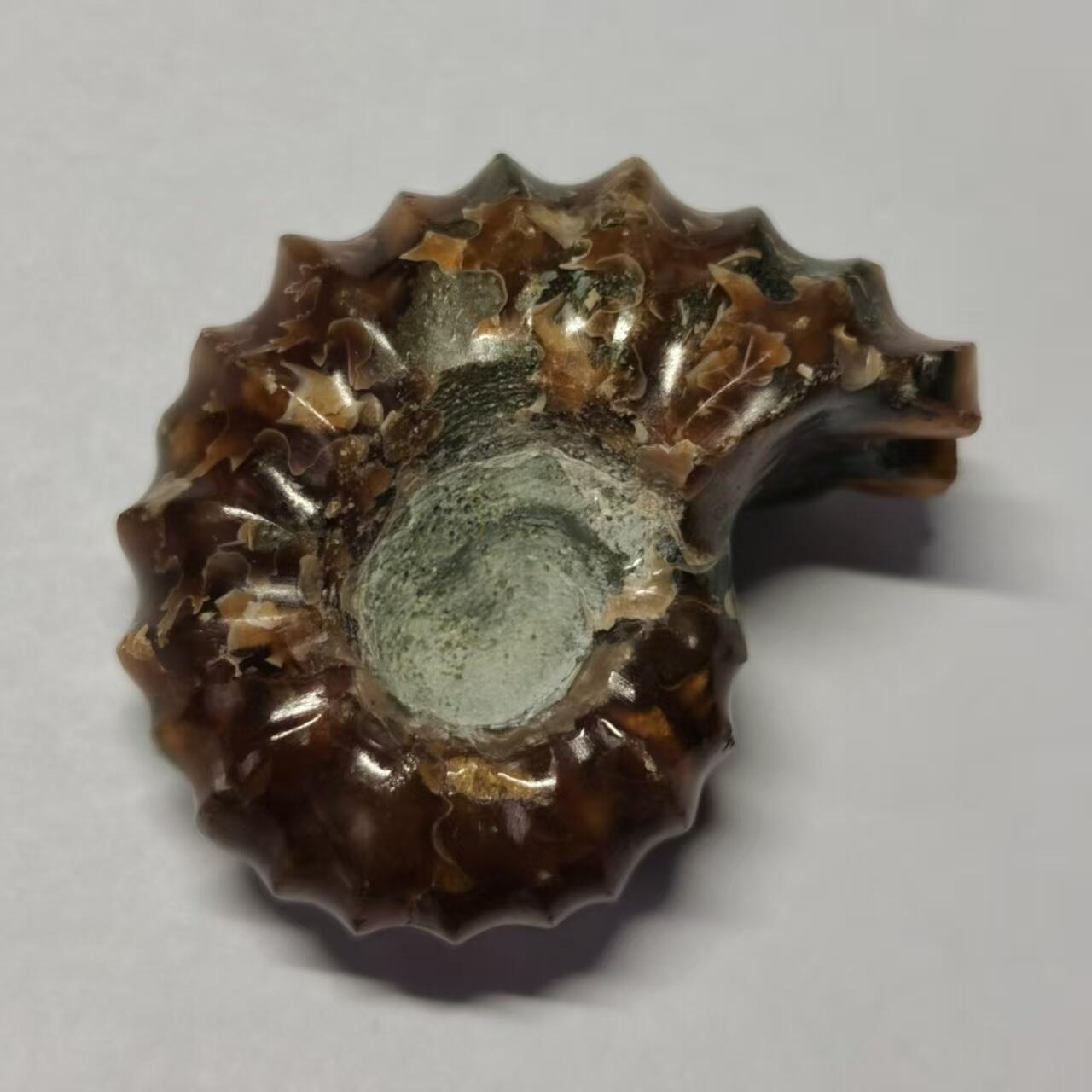 七河·藏家水晶矿标化石小拍（总第41期） 藏家出品 X793（17）马达加斯加中生代白垩纪羊角螺菊石化石