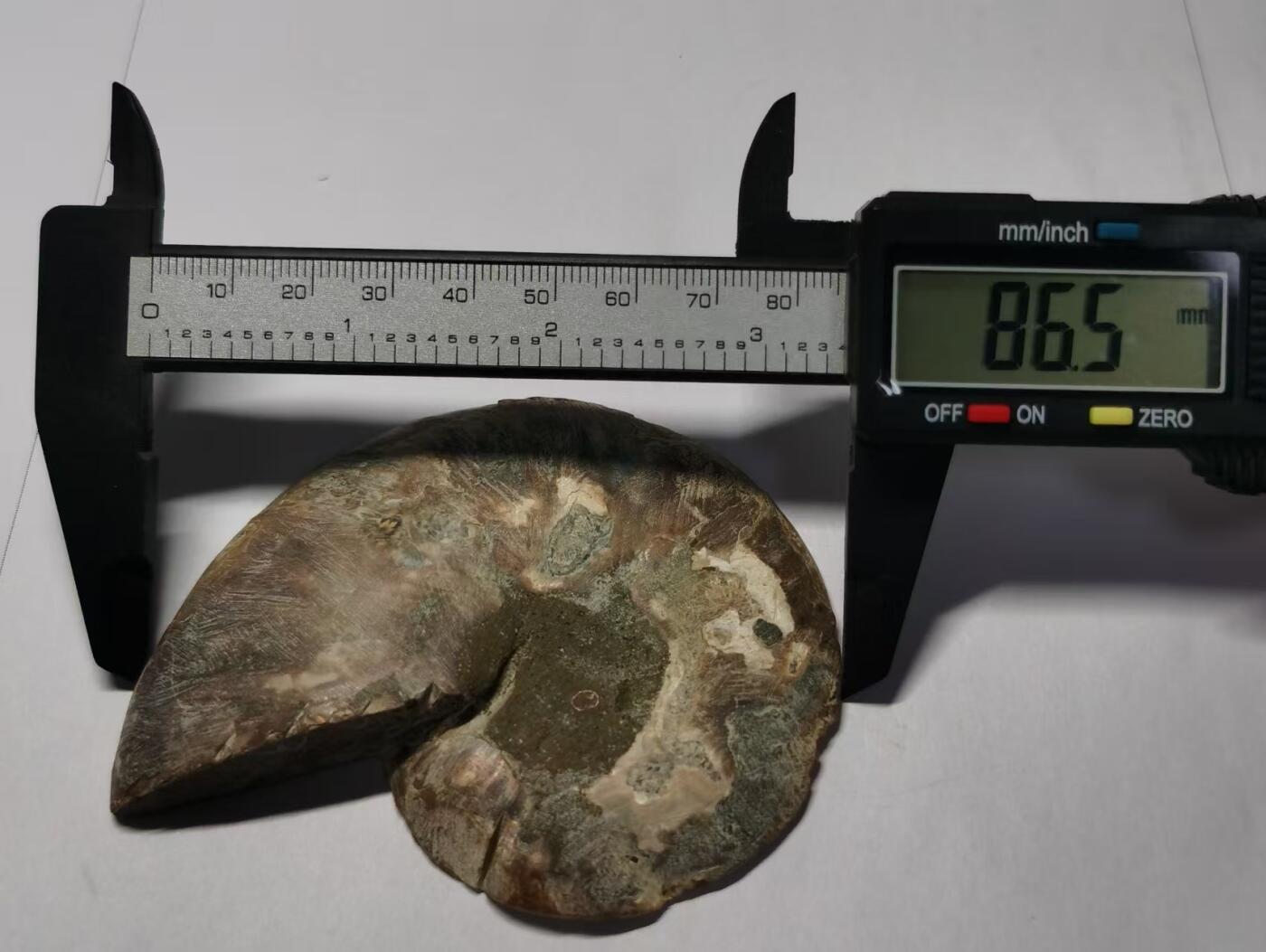 七河·藏家水晶矿标化石小拍（总第41期） 藏家出品 X770（4）比较大块头的 马达加斯加中生代菊石化石切片一件 