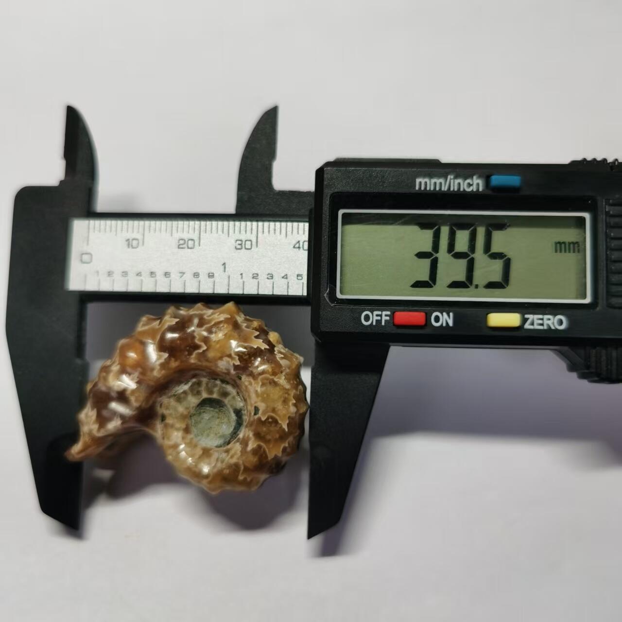 七河·藏家水晶矿标化石小拍（总第41期） 藏家出品 X792（17）马达加斯加中生代白垩纪羊角螺菊石化石