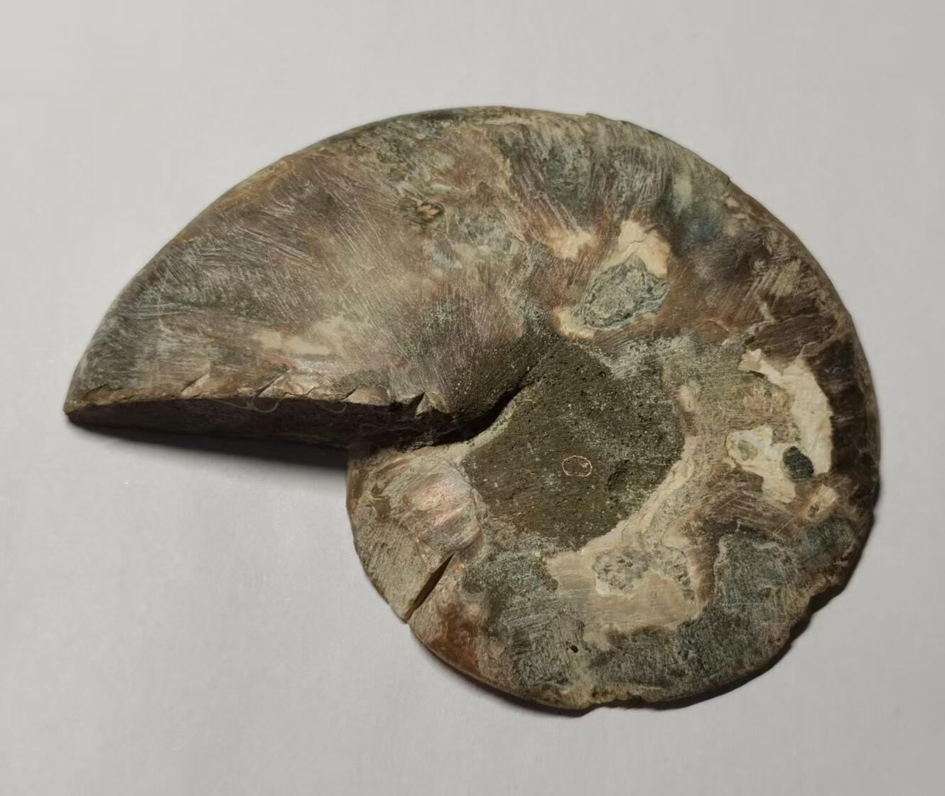 七河·藏家水晶矿标化石小拍（总第41期） 藏家出品 X770（4）比较大块头的 马达加斯加中生代菊石化石切片一件 