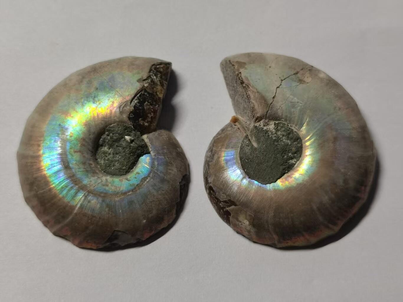 七河·藏家水晶矿标化石小拍（总第41期） 藏家出品X776（12）漂亮光泽！马达加斯加中生代菊石化石对开品 