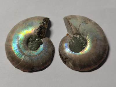 七河·藏家水晶矿标化石小拍（总第41期） - 藏家出品X776（12）漂亮光泽！马达加斯加中生代菊石化石对开品 