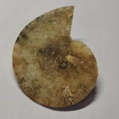 七河·藏家水晶矿标化石小拍（总第41期） - 藏家出品 X772（4）马达加斯加中生代菊石化石切片一件 