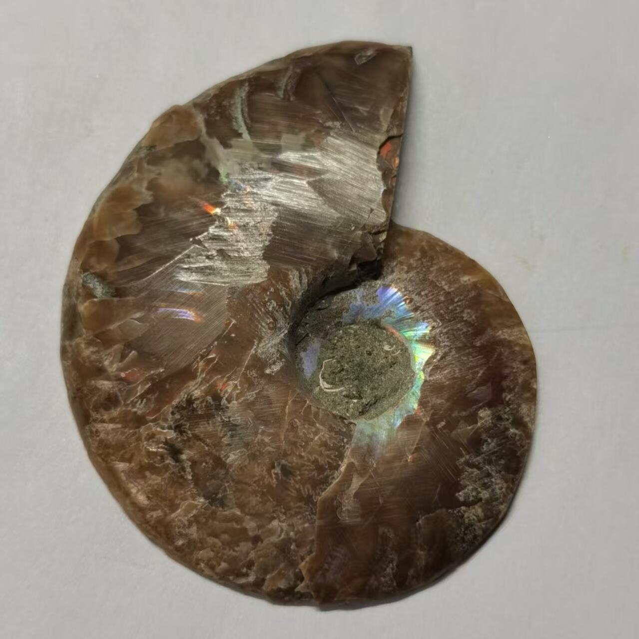 七河·藏家水晶矿标化石小拍（总第41期） 藏家出品 X773（4）马达加斯加中生代菊石化石切片一件 