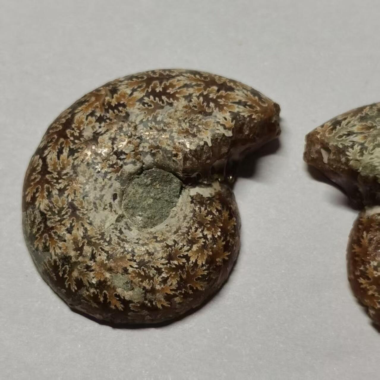 七河·藏家水晶矿标化石小拍（总第41期）