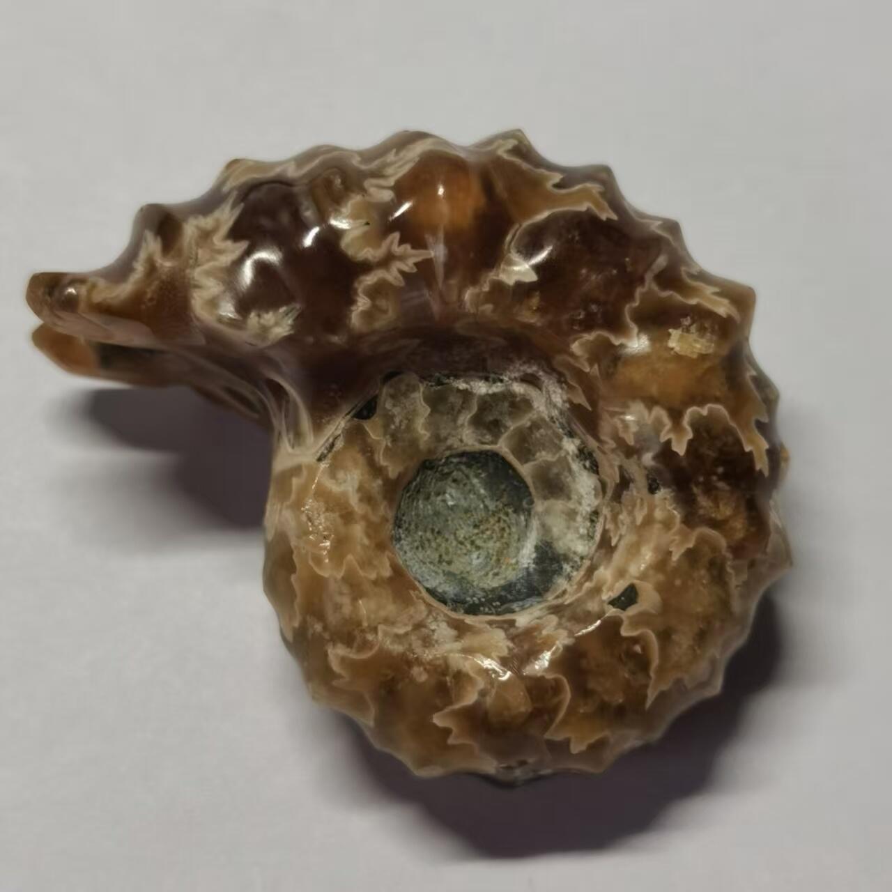 七河·藏家水晶矿标化石小拍（总第41期） 藏家出品 X792（17）马达加斯加中生代白垩纪羊角螺菊石化石