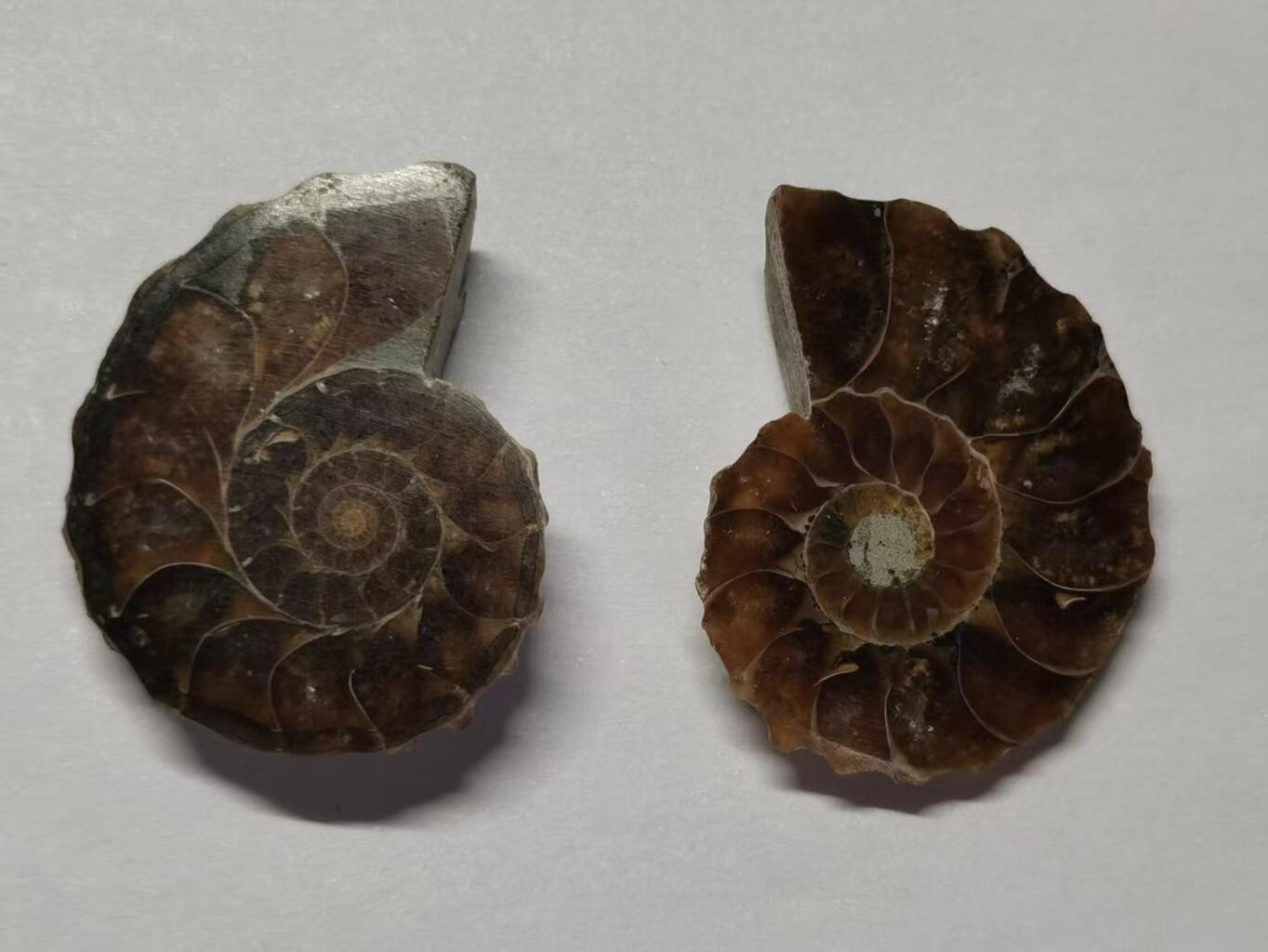 七河·藏家水晶矿标化石小拍（总第41期）