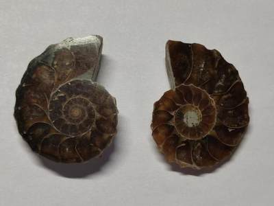 七河·藏家水晶矿标化石小拍（总第41期） - 藏家出品X781（5）马达加斯加中生代菊石化石对开品