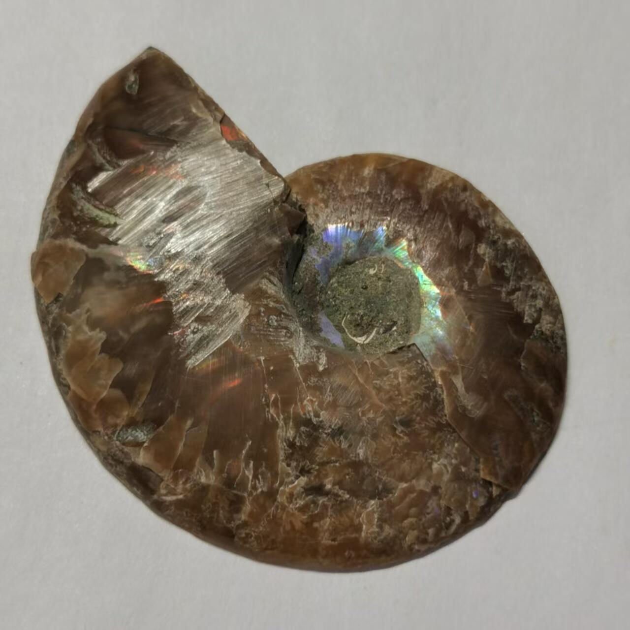 七河·藏家水晶矿标化石小拍（总第41期） 藏家出品 X773（4）马达加斯加中生代菊石化石切片一件 