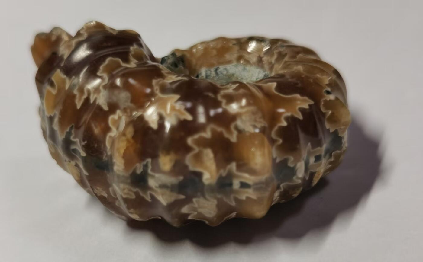 七河·藏家水晶矿标化石小拍（总第41期） 藏家出品 X792（17）马达加斯加中生代白垩纪羊角螺菊石化石