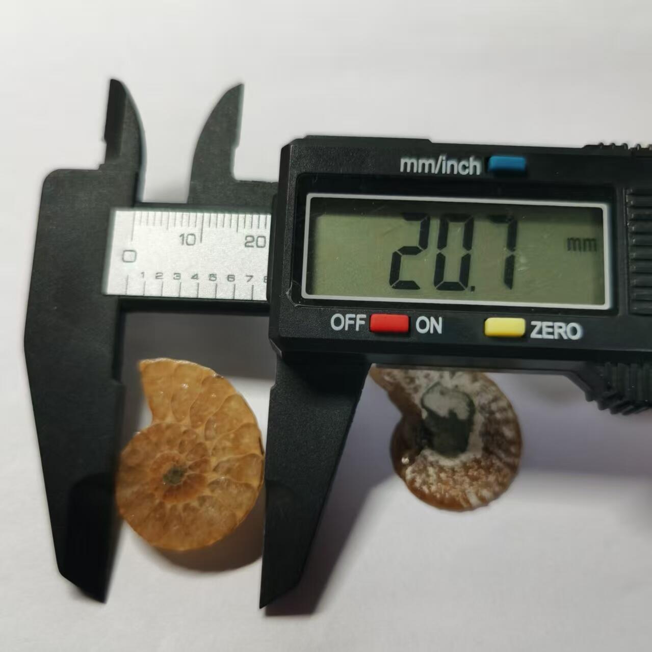 七河·藏家水晶矿标化石小拍（总第41期）