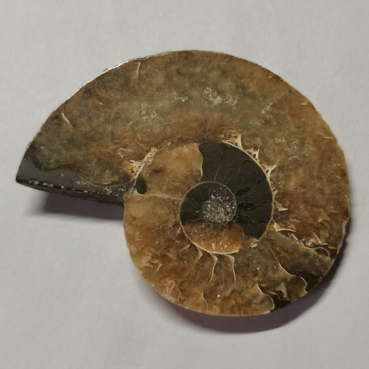 七河·藏家水晶矿标化石小拍（总第41期） 藏家出品 X773（4）马达加斯加中生代菊石化石切片一件 