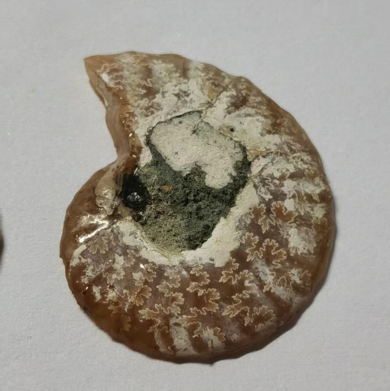 七河·藏家水晶矿标化石小拍（总第41期）