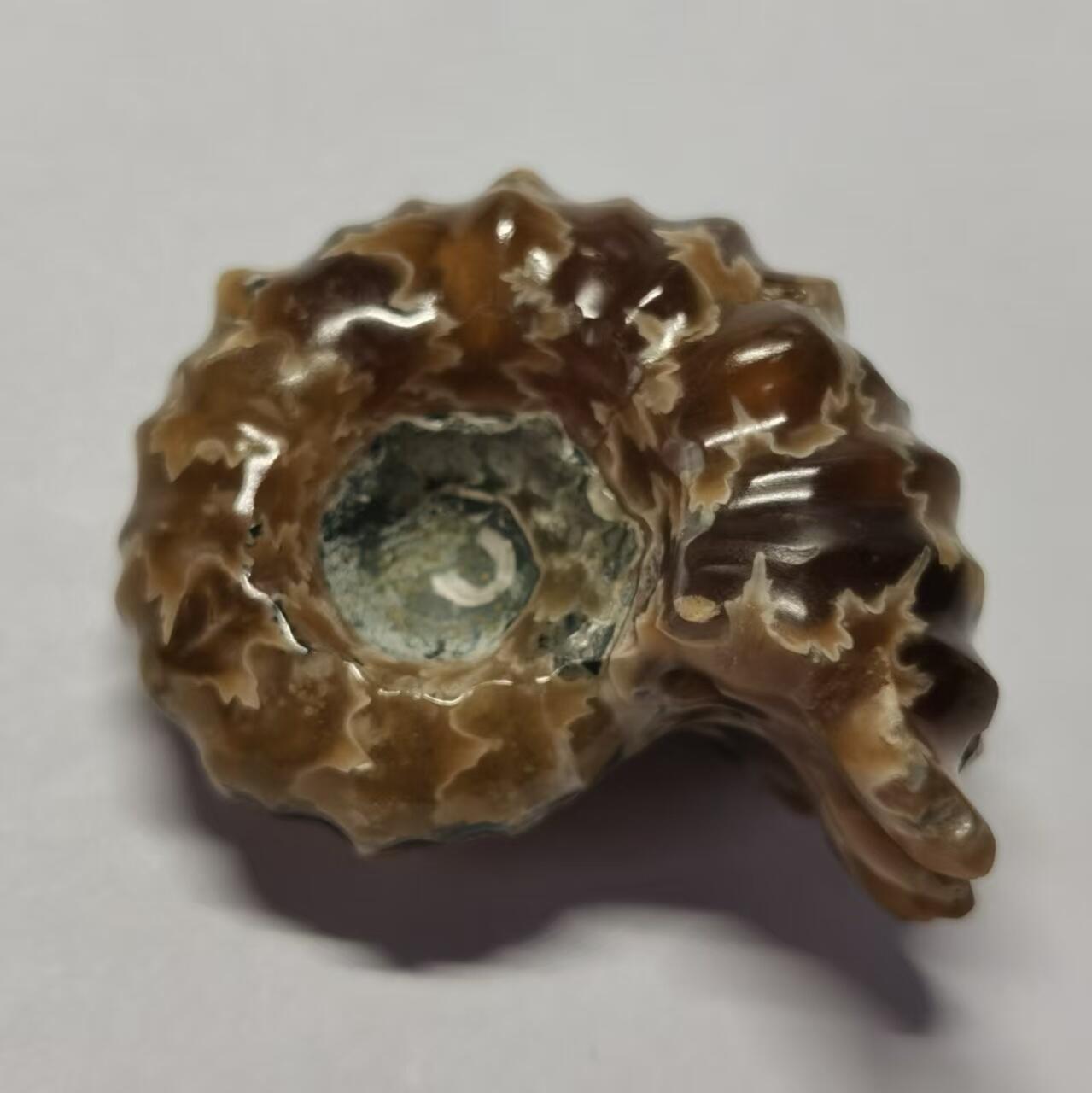 七河·藏家水晶矿标化石小拍（总第41期） 藏家出品 X792（17）马达加斯加中生代白垩纪羊角螺菊石化石