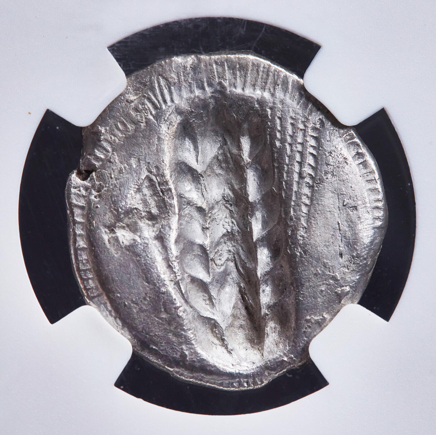 【俄甄集藏】2026年(049)03-18星期三 晚 19:30 全场包邮 古希腊卢卡尼亚地区梅塔蓬城公元前510-前470年1斯塔特大麦麦穗与壁虎银币，NGC ChVF，正面一株大麦穗，左侧币文为地名梅塔蓬城，右侧一只壁虎，背面内凹大麦穗图案