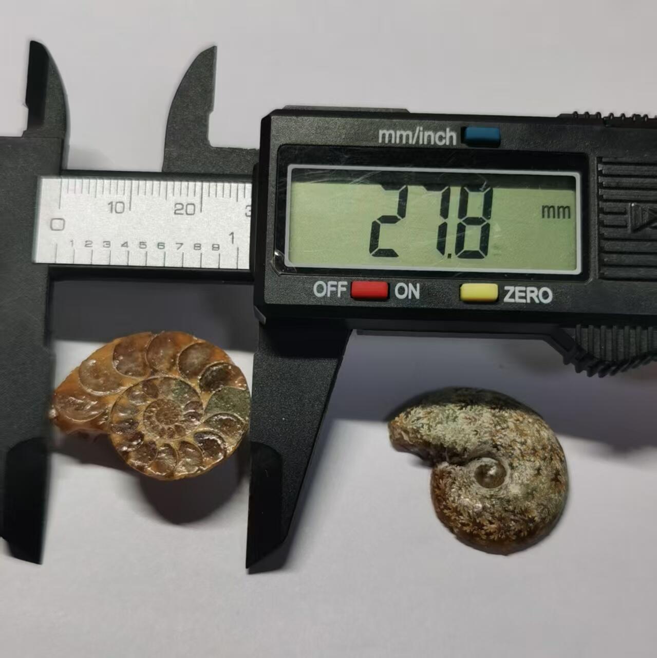 七河·藏家水晶矿标化石小拍（总第41期）