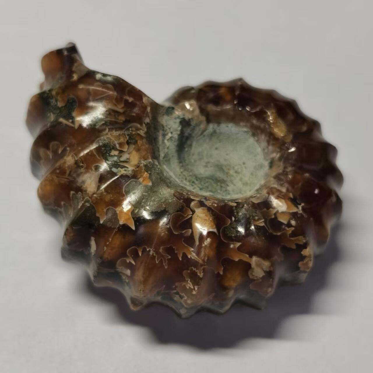 七河·藏家水晶矿标化石小拍（总第41期） 藏家出品 X793（17）马达加斯加中生代白垩纪羊角螺菊石化石