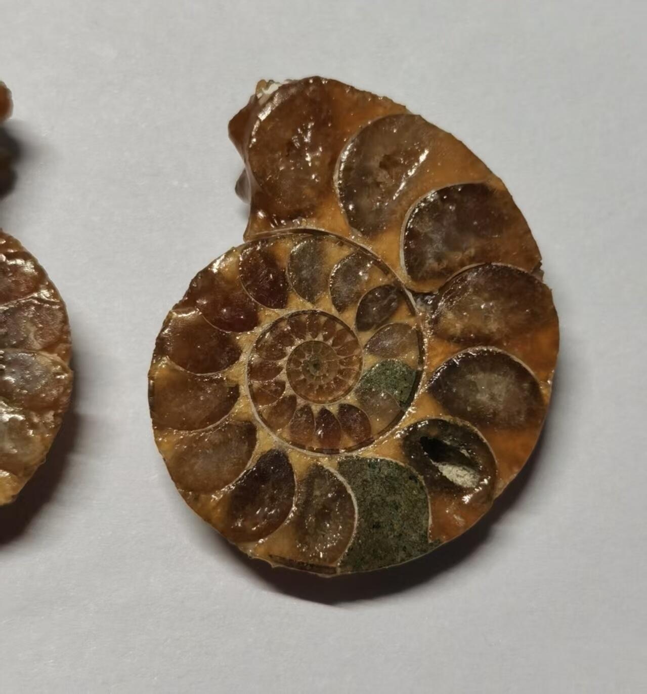 七河·藏家水晶矿标化石小拍（总第41期）