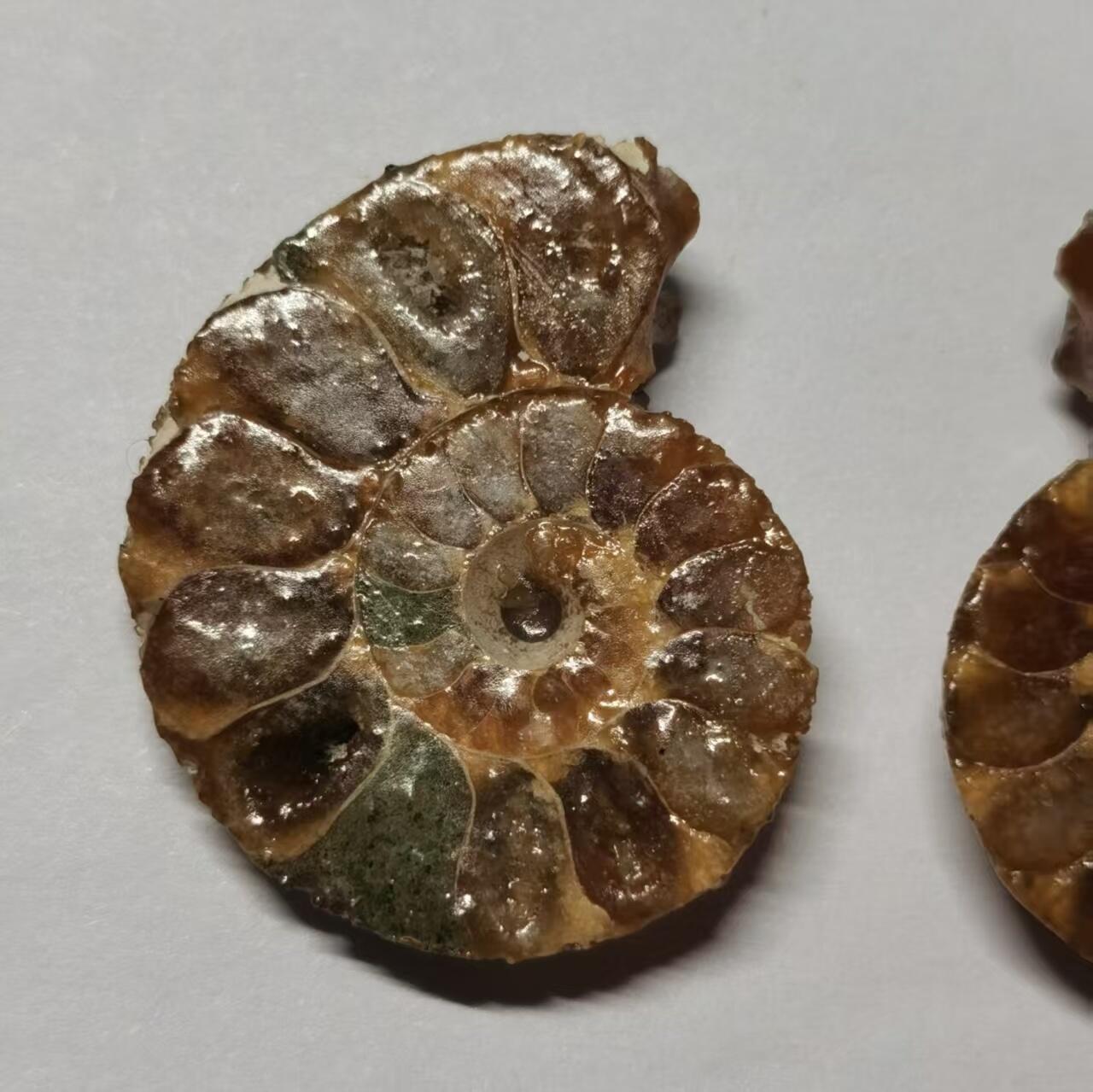 七河·藏家水晶矿标化石小拍（总第41期）