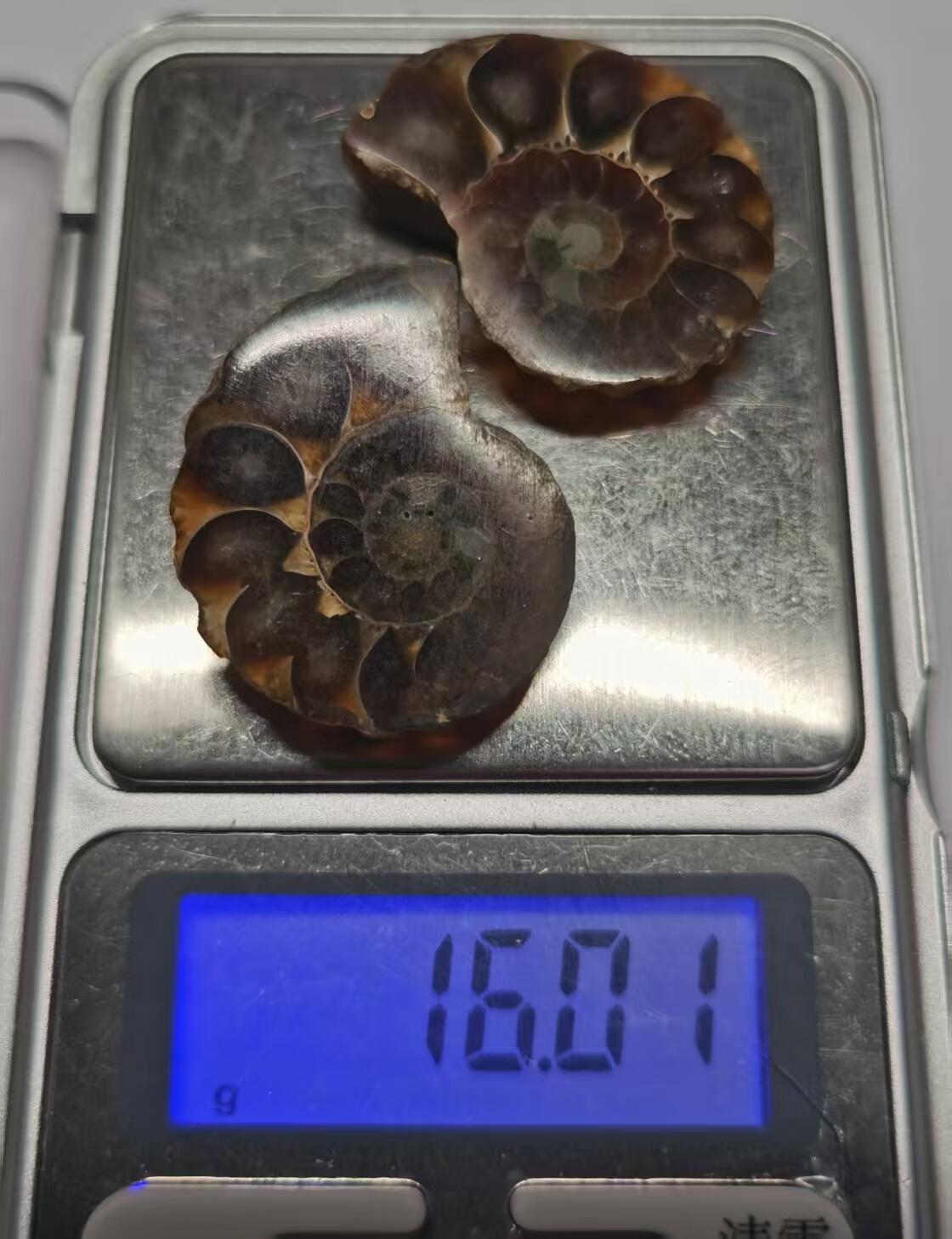 七河·藏家水晶矿标化石小拍（总第41期）