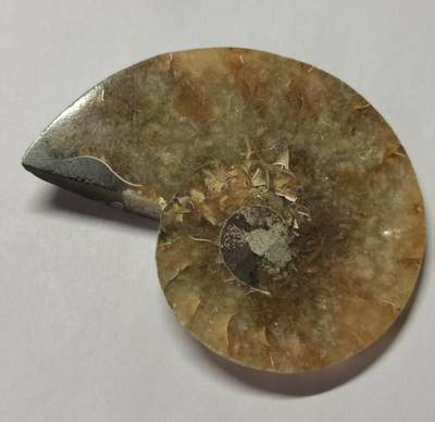 七河·藏家水晶矿标化石小拍（总第41期） - 藏家出品 X771（4）马达加斯加中生代菊石化石切片一件 