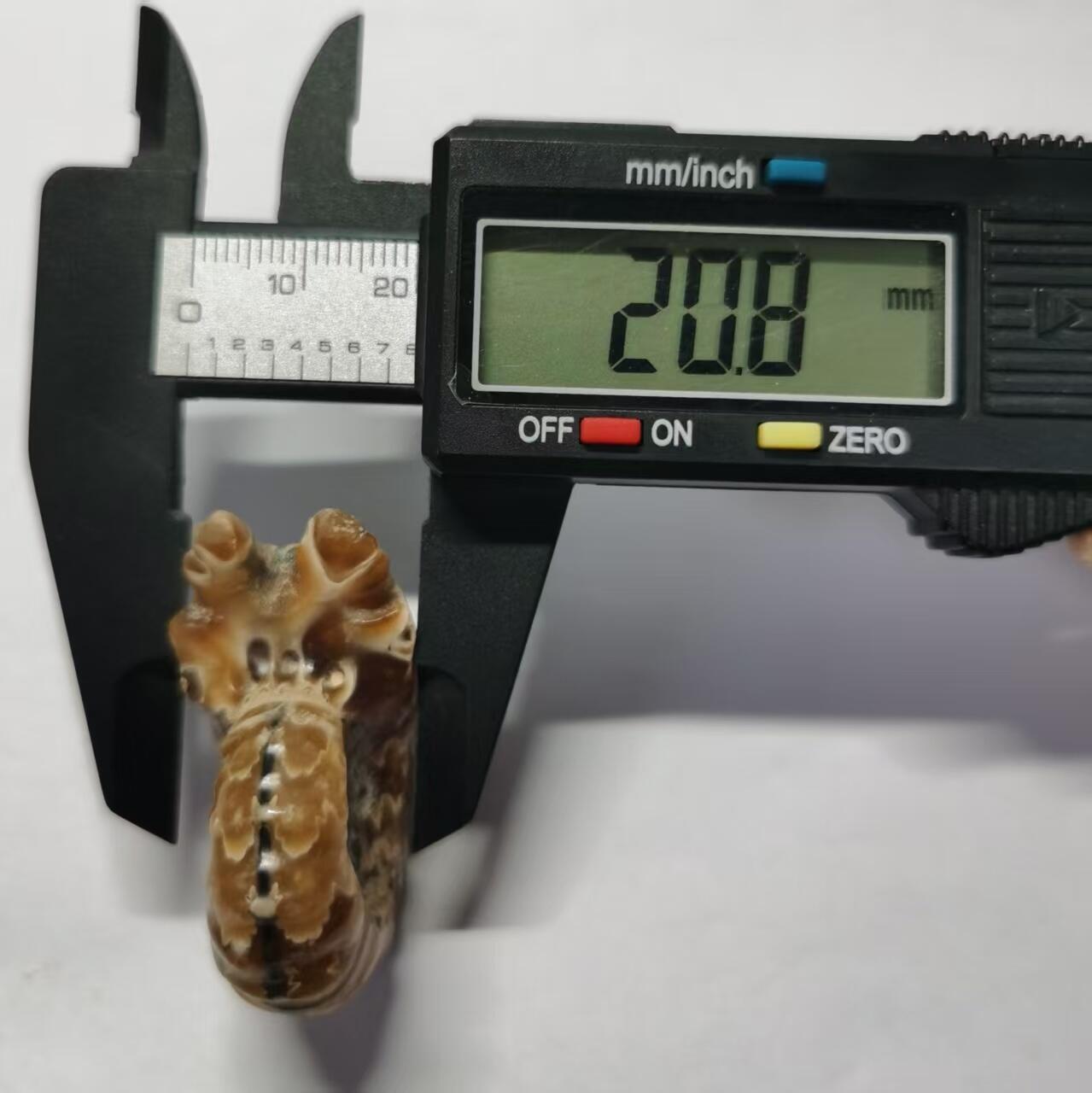 七河·藏家水晶矿标化石小拍（总第41期） 藏家出品 X792（17）马达加斯加中生代白垩纪羊角螺菊石化石