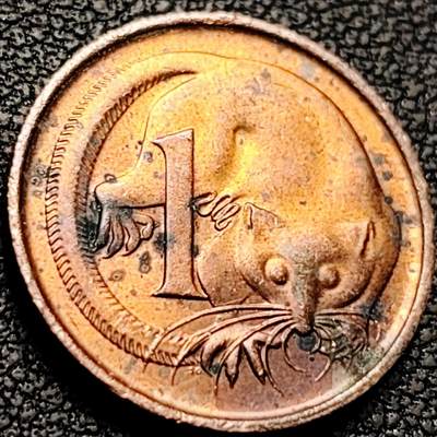 泉币菌-第207场-拍品多 请提前出价 - 1983 澳大利亚1分铜币 鼯鼠 17.5mm 大洋洲