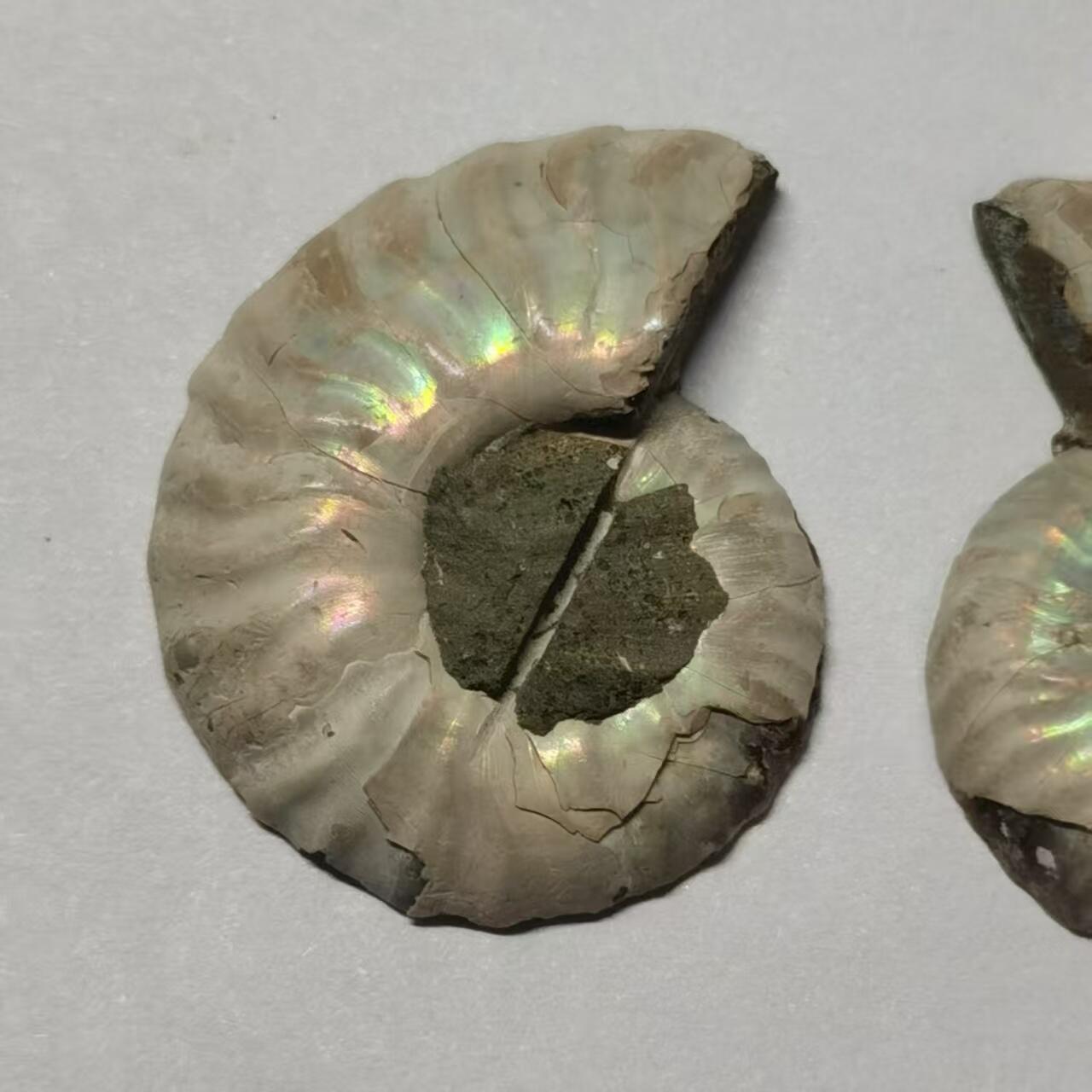 七河·世界币章水晶矿标化石杂件小拍（总第42期）（周一结标） 藏家出品X786（5）漂亮光泽！马达加斯加中生代菊石化石对开品   本件拍品由合作藏家负责邮寄