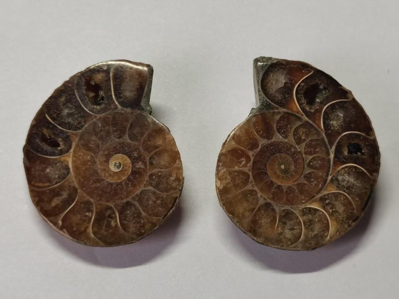 七河·世界币章水晶矿标化石杂件小拍（总第42期）（周一结标） 藏家出品X789（10）马达加斯加中生代菊石化石对开品 本件拍品由合作藏家负责邮寄