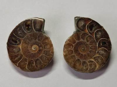 七河·世界币章水晶矿标化石杂件小拍（总第42期）（周一结标） - 藏家出品X789（10）马达加斯加中生代菊石化石对开品 本件拍品由合作藏家负责邮寄