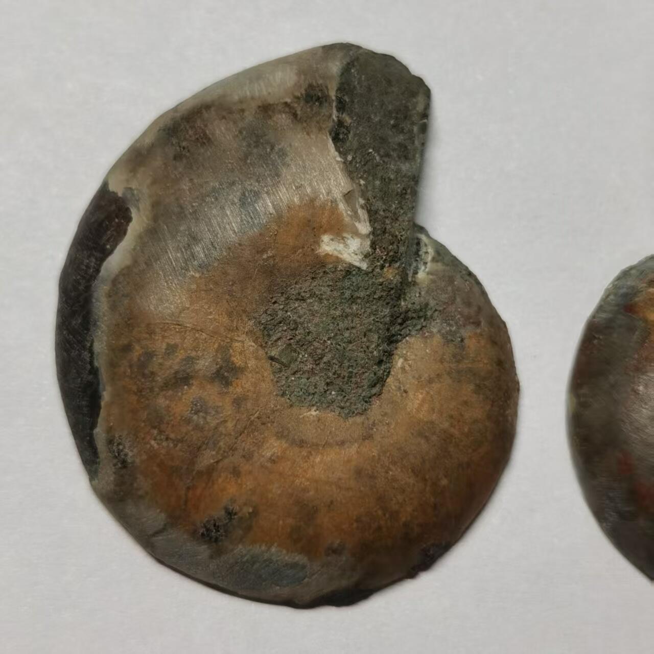 七河·世界币章水晶矿标化石杂件小拍（总第42期）（周一结标） 藏家出品X784（10）马达加斯加中生代菊石化石对开品 尺寸与重量详见图示