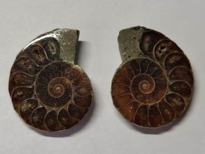 七河·世界币章水晶矿标化石杂件小拍（总第42期）（周一结标） - 藏家出品X795（10）马达加斯加中生代菊石化石对开品 本件拍品由合作藏家负责邮寄