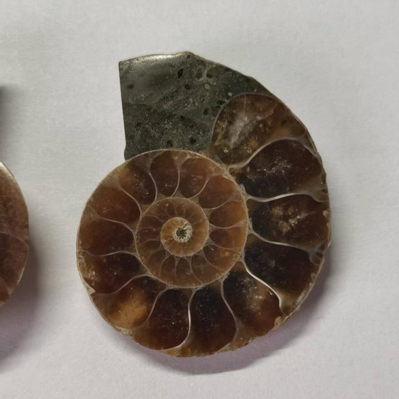 七河·世界币章水晶矿标化石杂件小拍（总第42期）（周一结标） 藏家出品X787（5）马达加斯加中生代菊石化石对开品 本件拍品由合作藏家负责邮寄