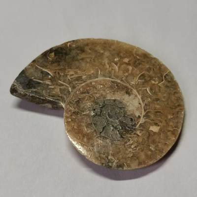 七河·世界币章水晶矿标化石杂件小拍（总第42期）（周一结标） - 藏家出品 X766（4）马达加斯加中生代菊石化石切片一件 本件拍品由合作藏家邮寄