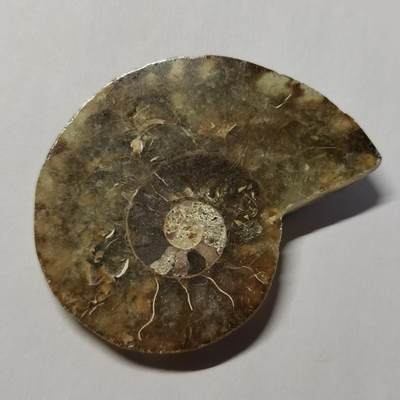 七河·世界币章水晶矿标化石杂件小拍（总第42期）（周一结标） - 藏家出品 X764（4）马达加斯加中生代菊石化石切片一件 本件拍品由合作藏家邮寄