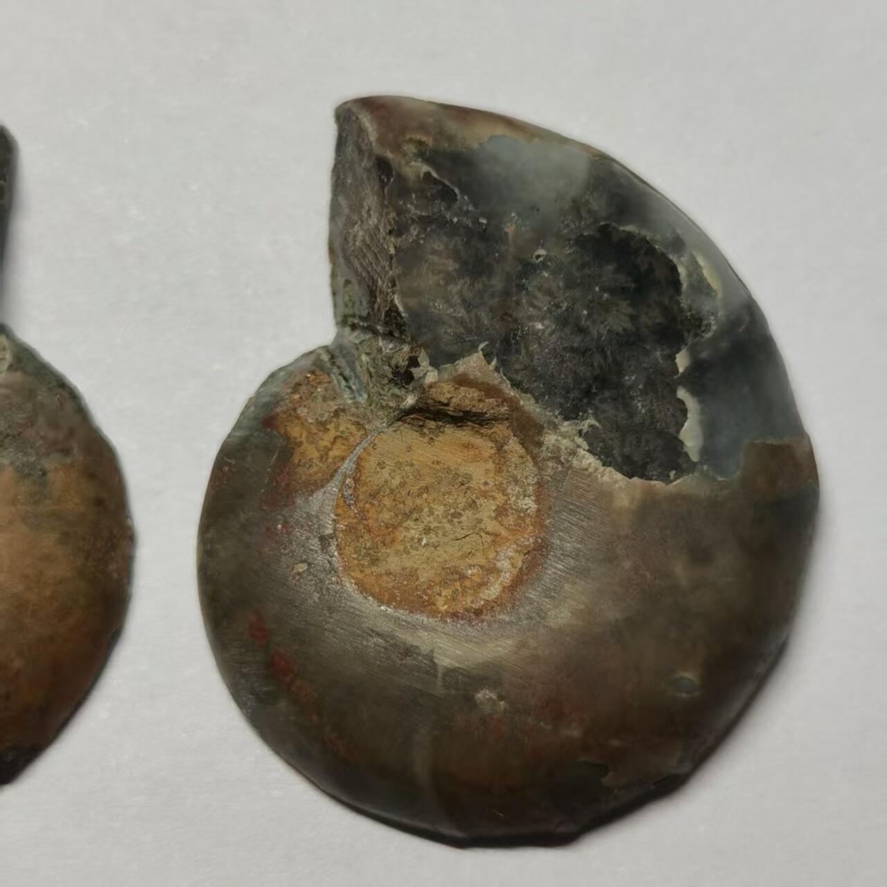 七河·世界币章水晶矿标化石杂件小拍（总第42期）（周一结标） 藏家出品X784（10）马达加斯加中生代菊石化石对开品 尺寸与重量详见图示