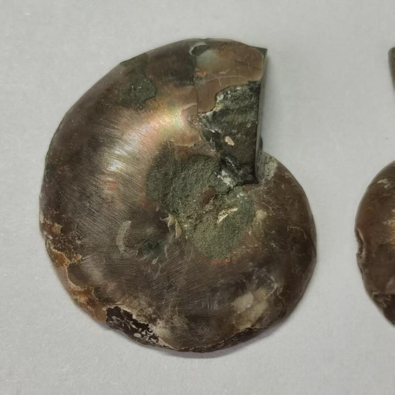 七河·世界币章水晶矿标化石杂件小拍（总第42期）（周一结标） 藏家出品X787（5）马达加斯加中生代菊石化石对开品 本件拍品由合作藏家负责邮寄