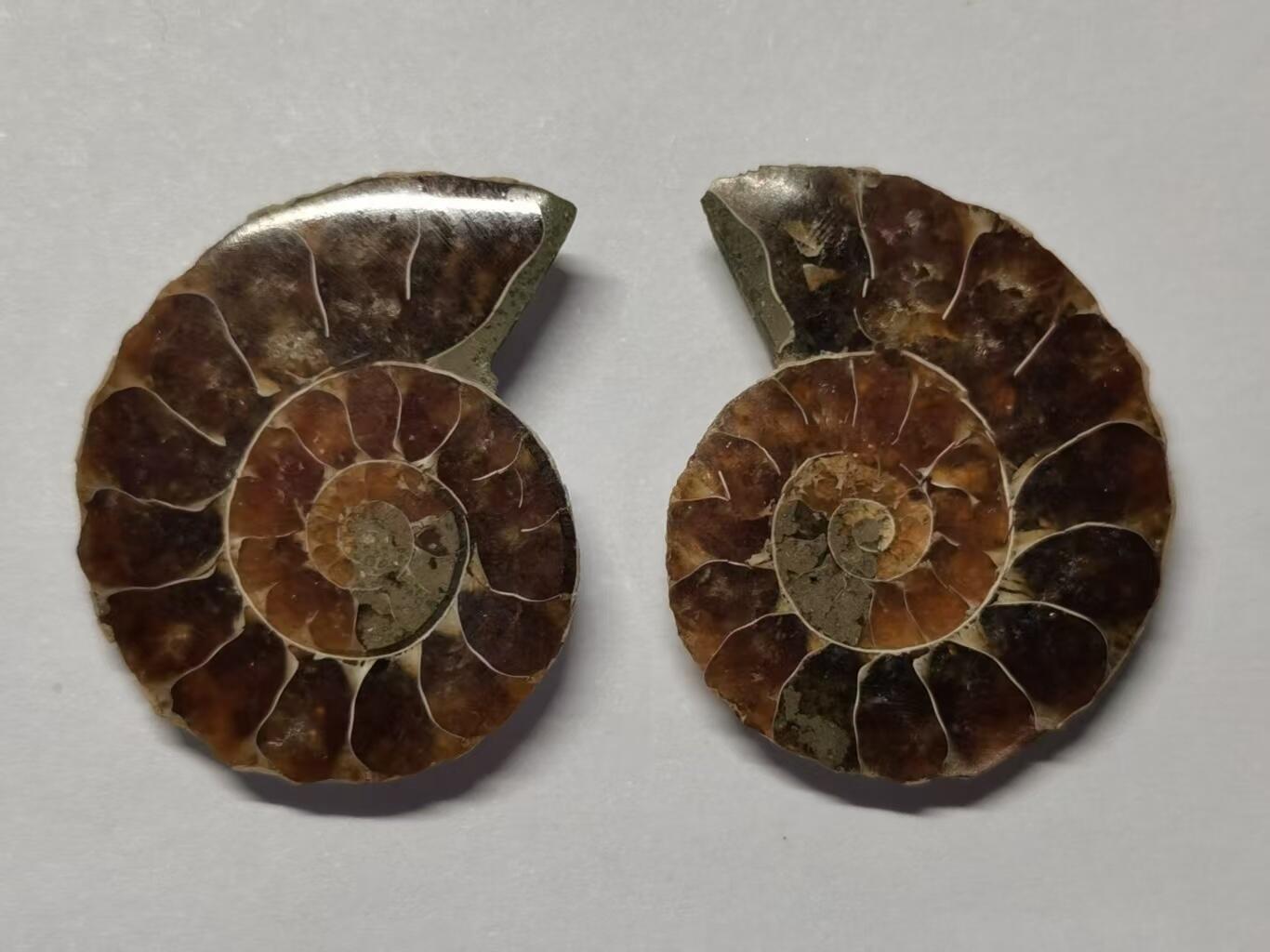 七河·世界币章水晶矿标化石杂件小拍（总第42期）（周一结标） 藏家出品X786（5）漂亮光泽！马达加斯加中生代菊石化石对开品   本件拍品由合作藏家负责邮寄