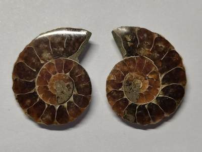 七河·世界币章水晶矿标化石杂件小拍（总第42期）（周一结标） - 藏家出品X786（5）漂亮光泽！马达加斯加中生代菊石化石对开品   本件拍品由合作藏家负责邮寄