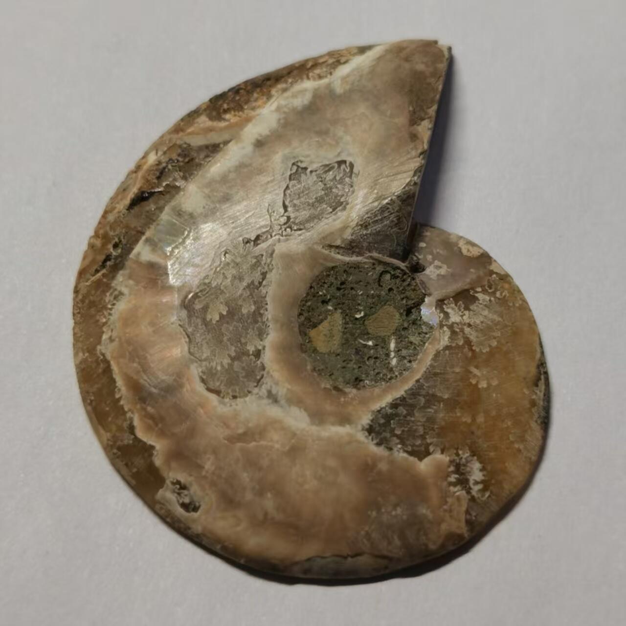 七河·世界币章水晶矿标化石杂件小拍（总第42期）（周一结标） 藏家出品 X765（4）马达加斯加中生代菊石化石切片一件 本件拍品由合作藏家邮寄