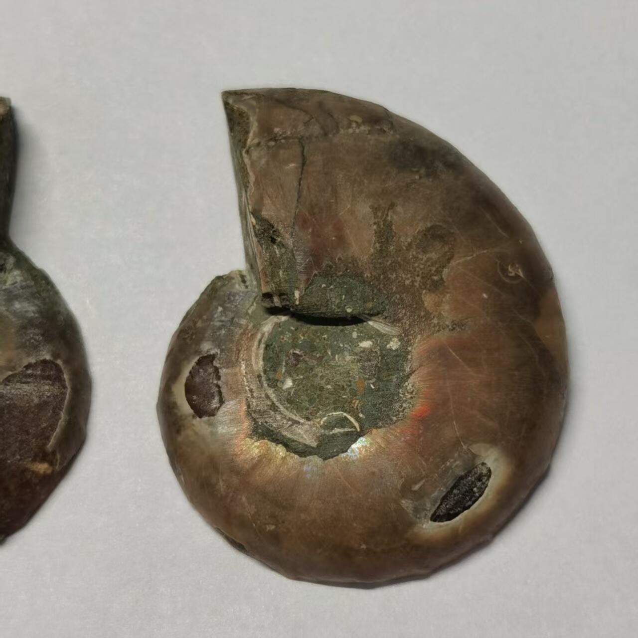 七河·世界币章水晶矿标化石杂件小拍（总第42期）（周一结标） 藏家出品X795（10）马达加斯加中生代菊石化石对开品 本件拍品由合作藏家负责邮寄