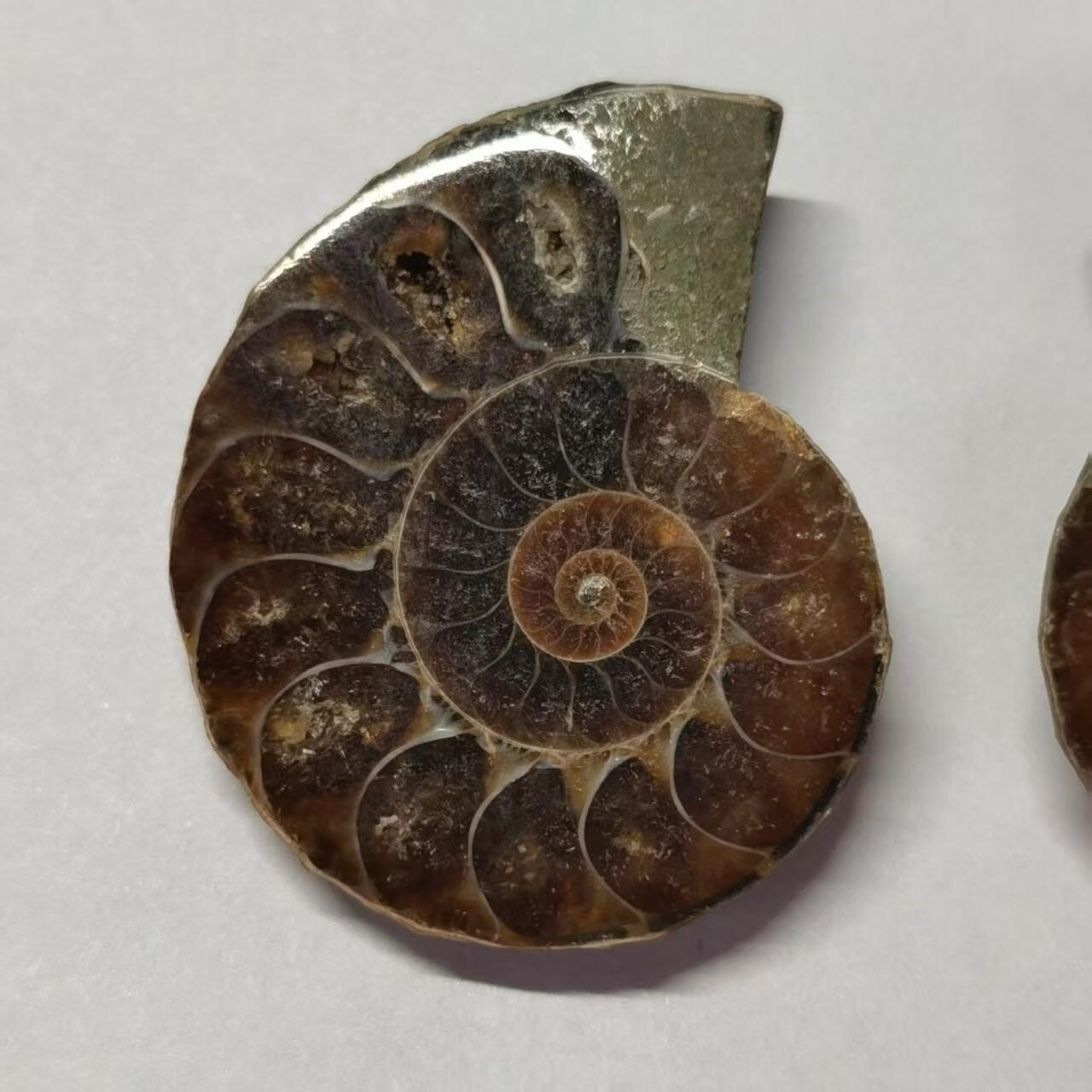 七河·世界币章水晶矿标化石杂件小拍（总第42期）（周一结标） 藏家出品X795（10）马达加斯加中生代菊石化石对开品 本件拍品由合作藏家负责邮寄