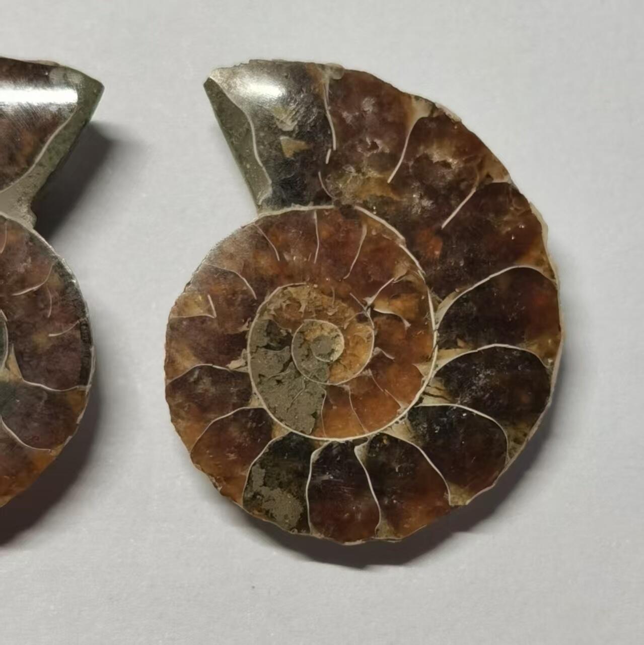 七河·世界币章水晶矿标化石杂件小拍（总第42期）（周一结标） 藏家出品X786（5）漂亮光泽！马达加斯加中生代菊石化石对开品   本件拍品由合作藏家负责邮寄