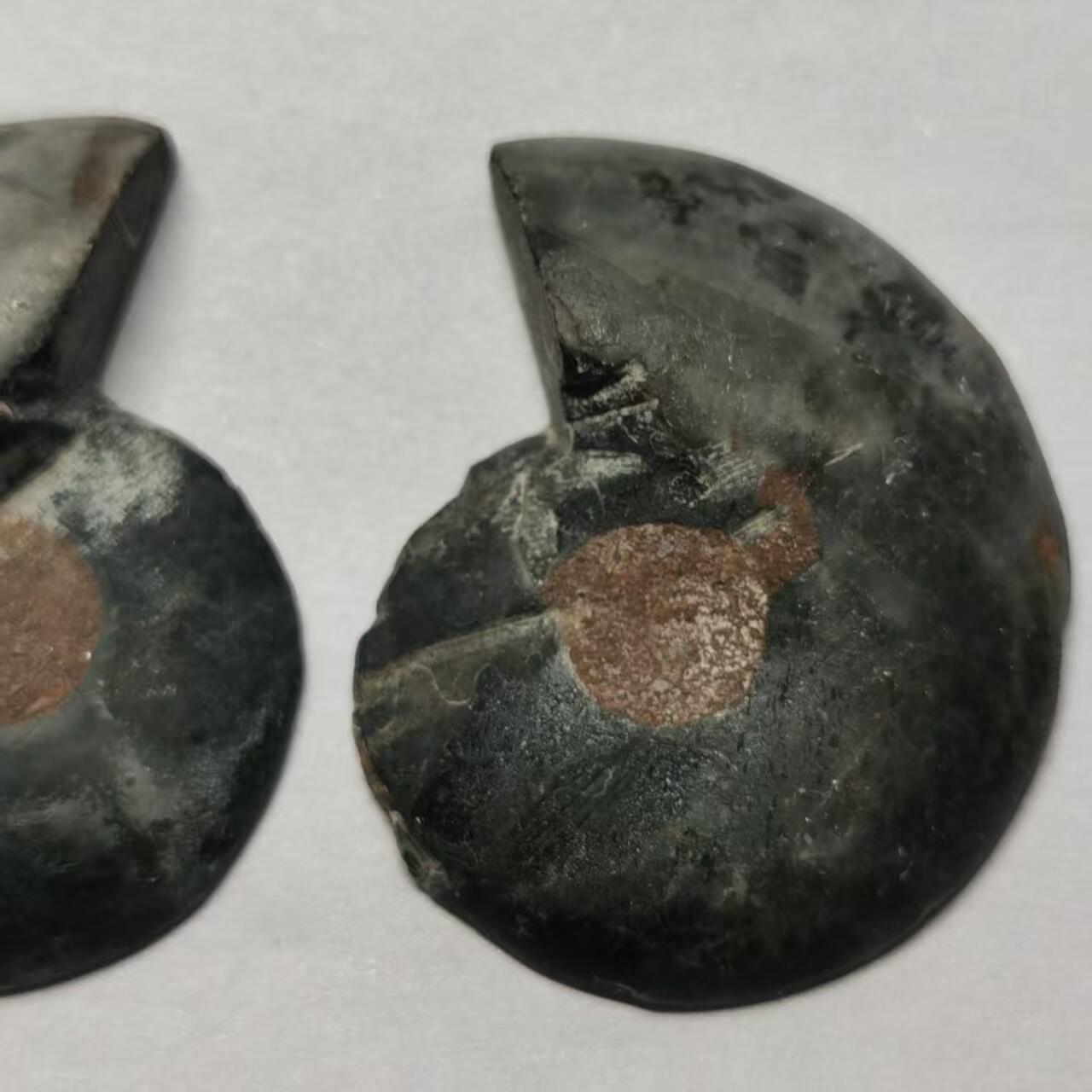 七河·世界币章水晶矿标化石杂件小拍（总第42期）（周一结标） 藏家出品X782（5）马达加斯加中生代菊石化石对开品 本件拍品由合作藏家负责邮寄