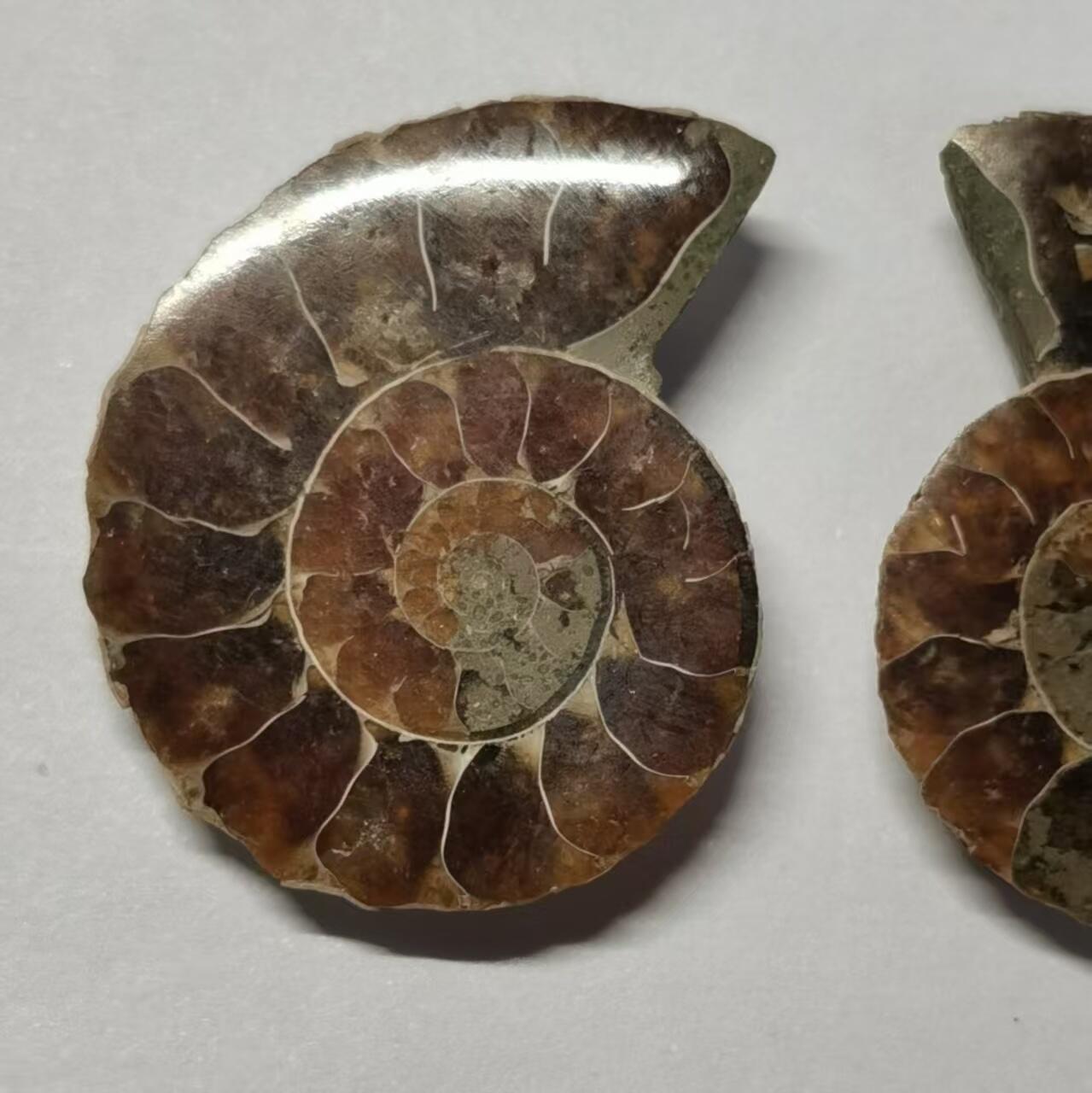 七河·世界币章水晶矿标化石杂件小拍（总第42期）（周一结标） 藏家出品X786（5）漂亮光泽！马达加斯加中生代菊石化石对开品   本件拍品由合作藏家负责邮寄