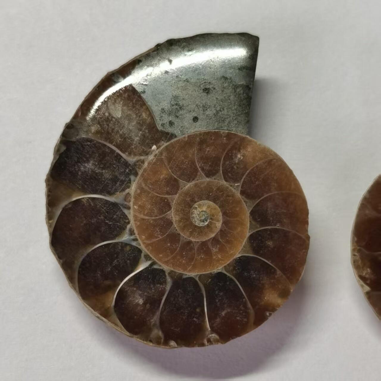 七河·世界币章水晶矿标化石杂件小拍（总第42期）（周一结标） 藏家出品X787（5）马达加斯加中生代菊石化石对开品 本件拍品由合作藏家负责邮寄