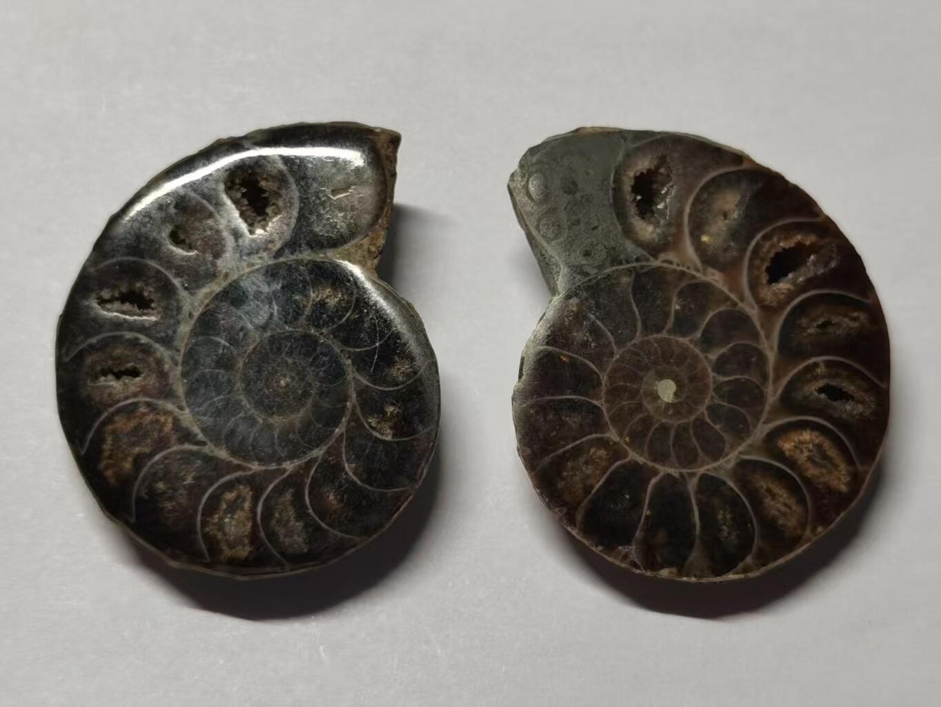 七河·世界币章水晶矿标化石杂件小拍（总第42期）（周一结标） 藏家出品X784（10）马达加斯加中生代菊石化石对开品 尺寸与重量详见图示